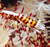 Philippines Scuba Diving Holiday. Malapascua Dive Centre. Shrimp.